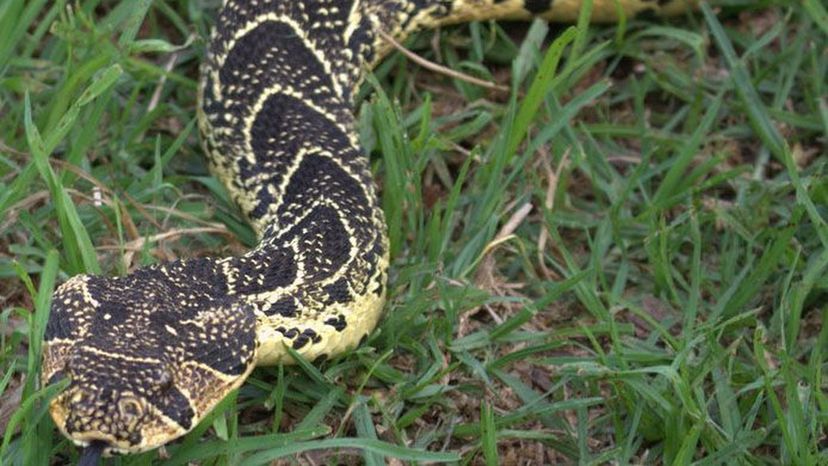 African puff adder