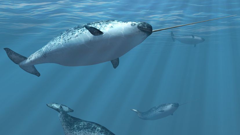 Narwhal