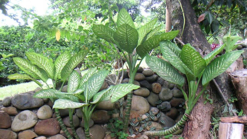 Dumb cane (dieffenbachia genus)