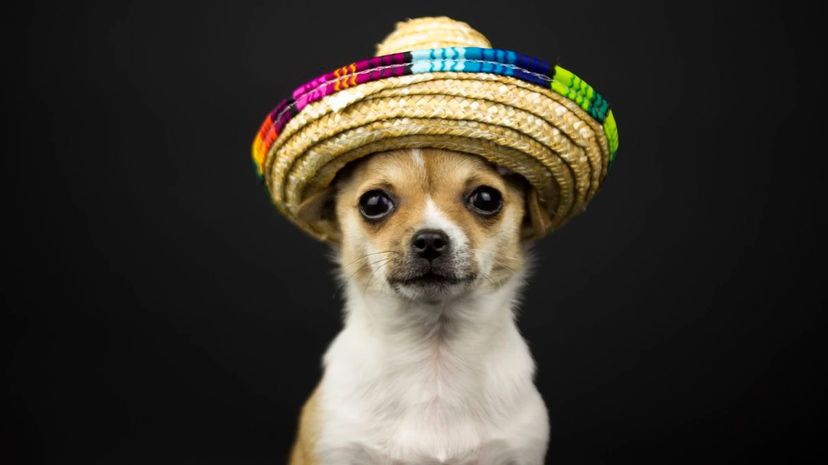 Chihuahua with Mexican hat