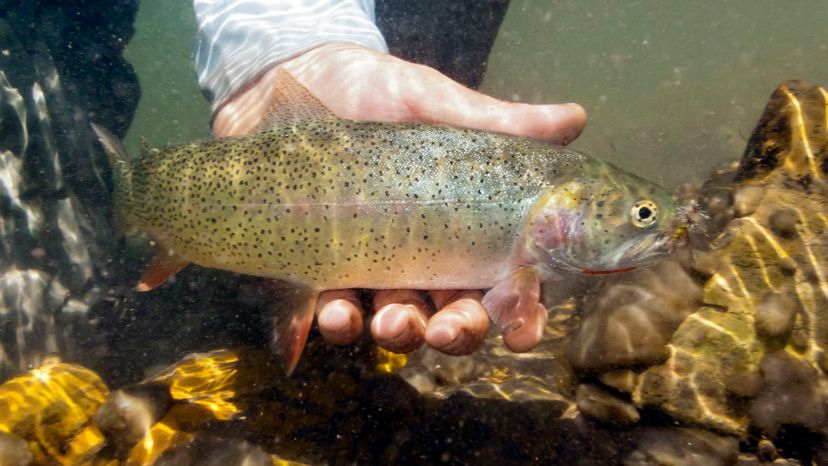 Westslope cutthroat trout