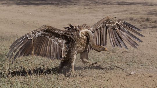 Which Bird of Prey Are You Really, Based on Your Myers-Briggs Personality?