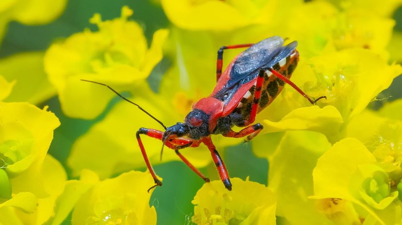 Assassin bug