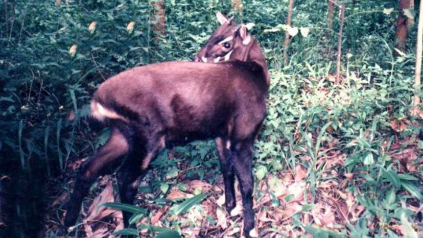 Saola