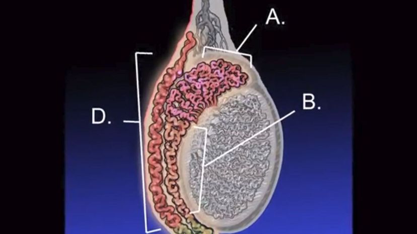 Epididimous