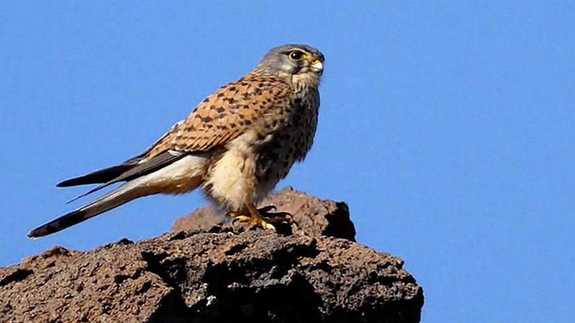 Common Kestrel