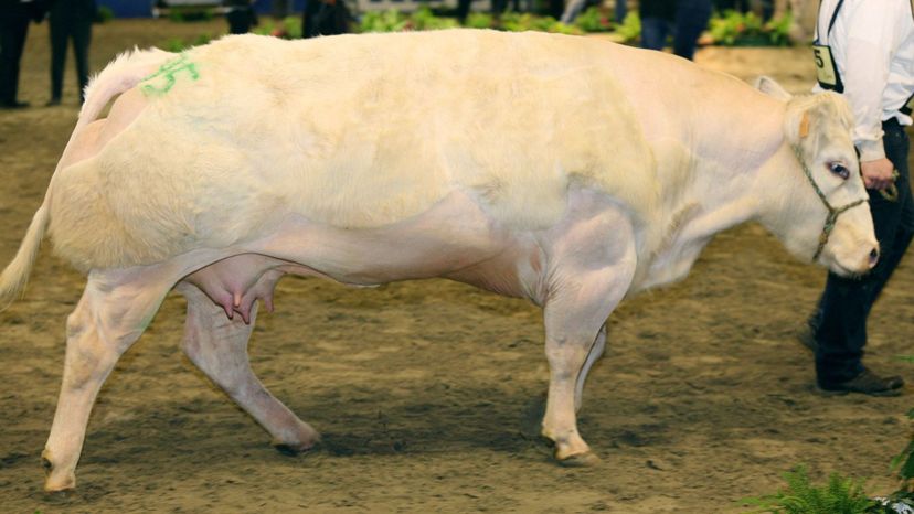 Belgian Blue