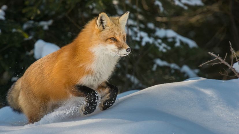 Red Fox