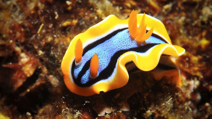 Sea slug