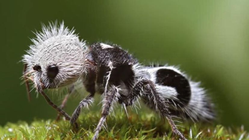 Panda Ant (Chile)