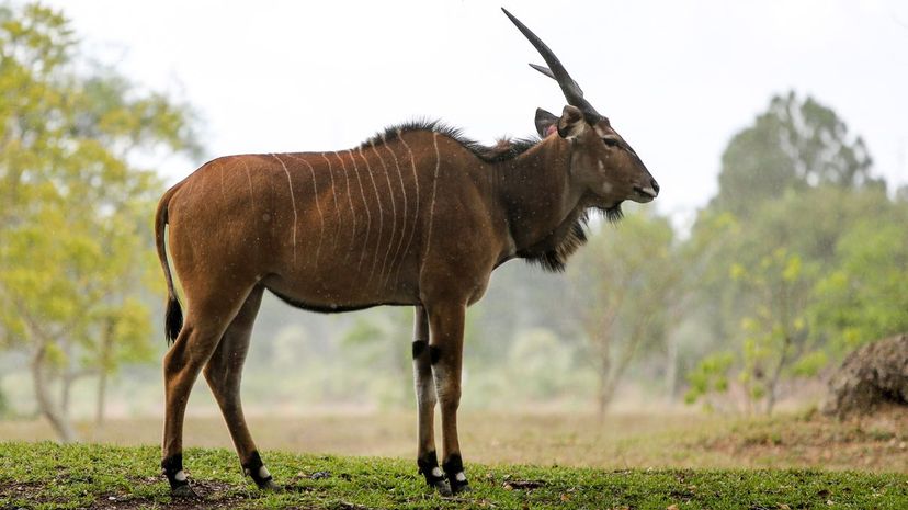 Giant eland