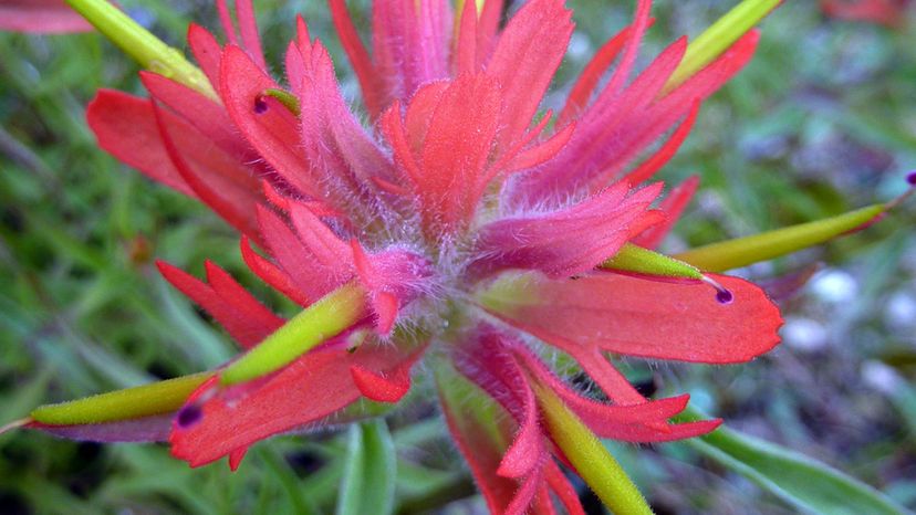 Indian paintbrush