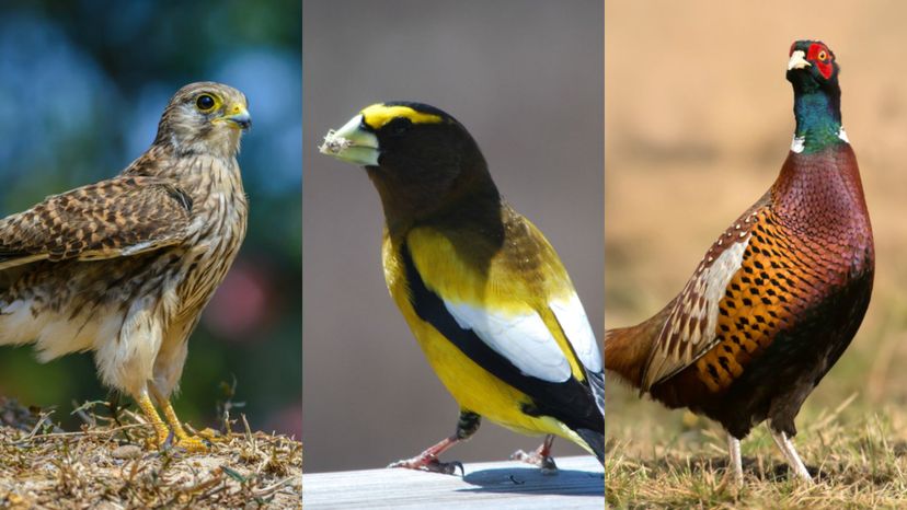 98% of people can't guess these 50 bird species from just one image. Can you?