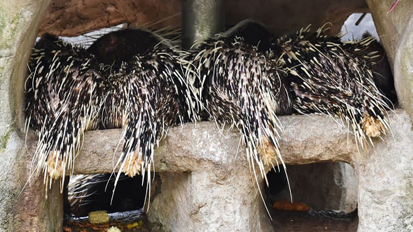 porcupine