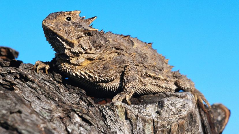 Texas Horned Lizard