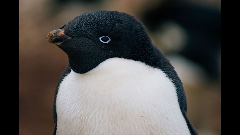 #23 Adelie Penguin