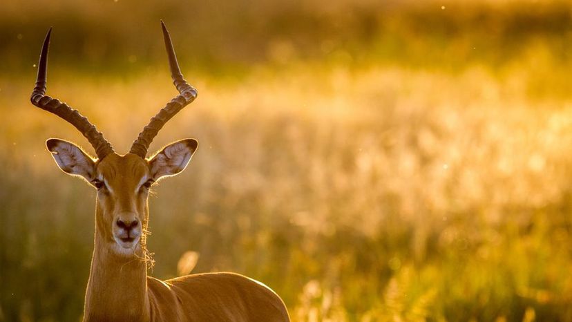 Impala