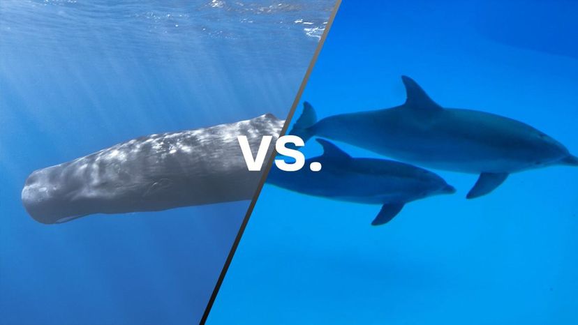 Sperm Whale vs Bottlenose Dolphin