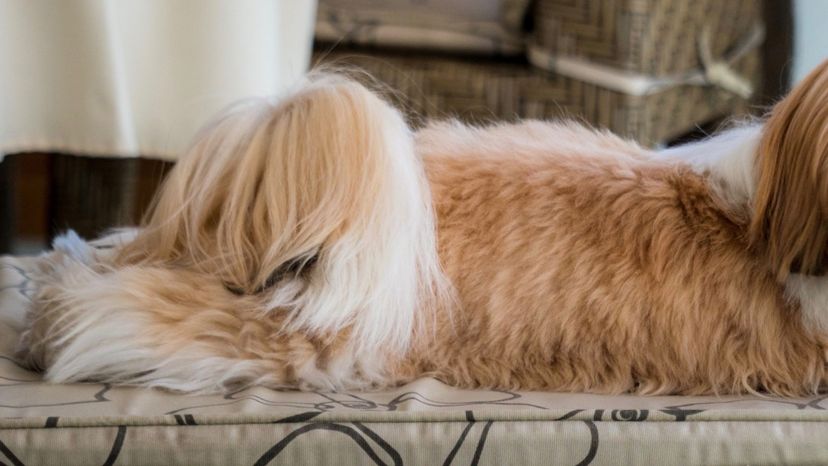 Shih Tzu fur