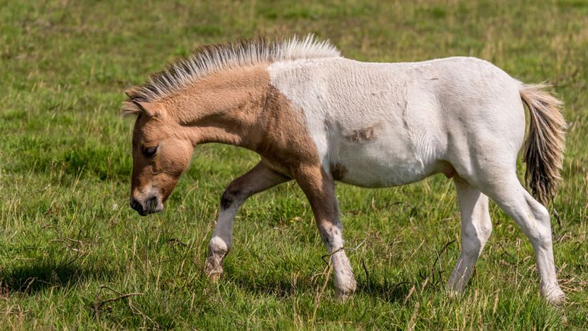 Dartmoor Pony