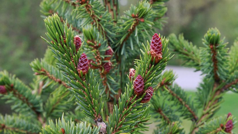 37 Picea_omorika_seed_cones