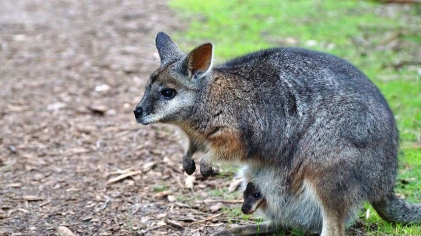 Wallabies