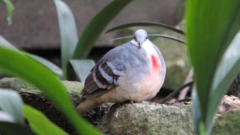 Bleeding heart pigeon