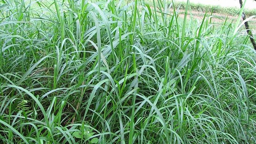 Napier Grass