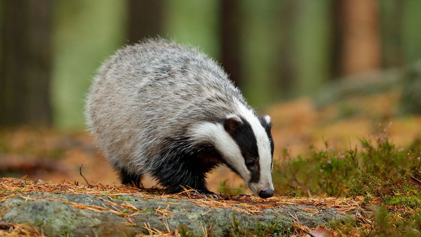 European badger