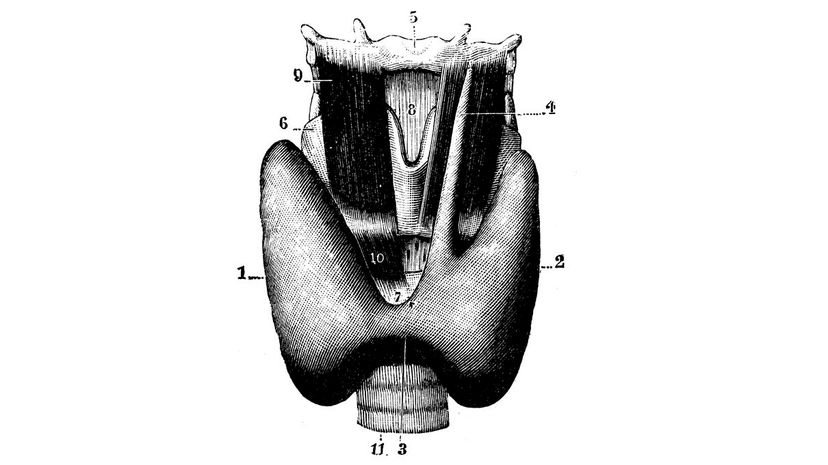 Thyroid gland