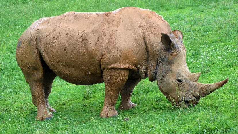 White Rhinoceros