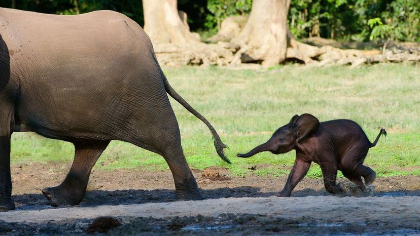 Can You Identify the Animal by Its Tail?