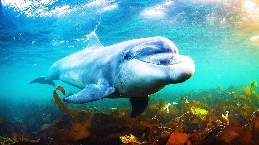 Are You a Shark, Dolphin or Whale, Based on Your Myers-Briggs Personality?