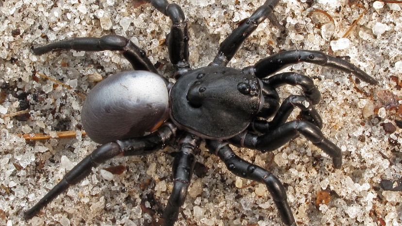 Armored Trapdoor Spider