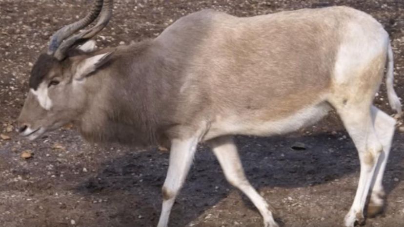 Addax Desert Animal