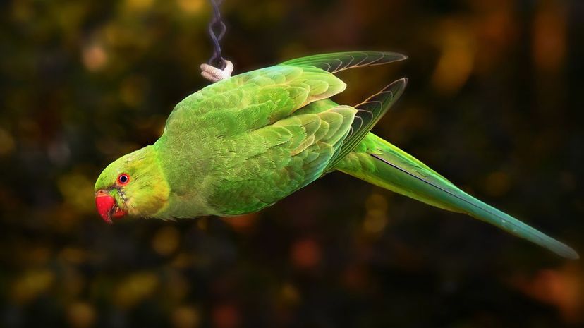 Parakeet