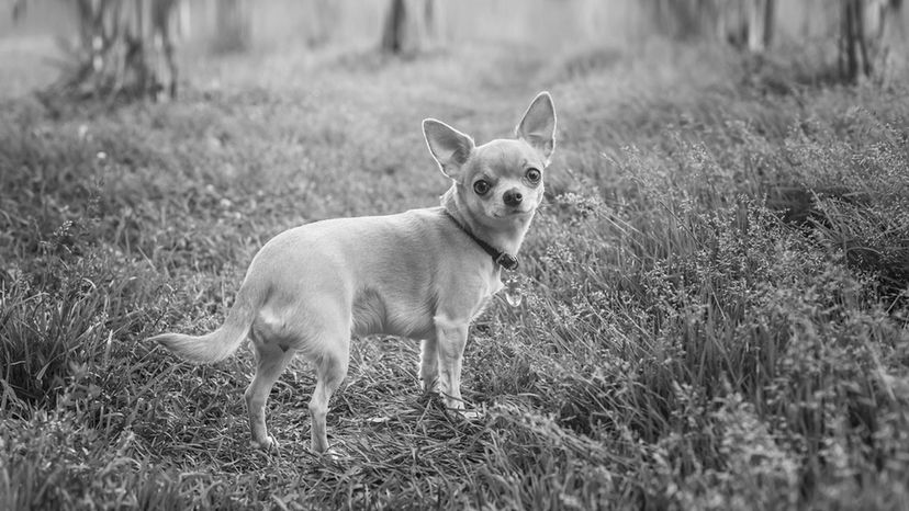 Chihuahua