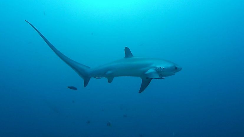 Thresher Shark