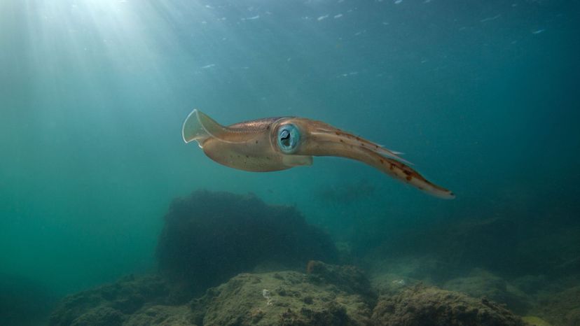 Colossal squid