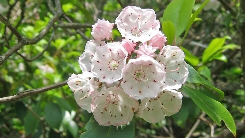 Mountain laurel