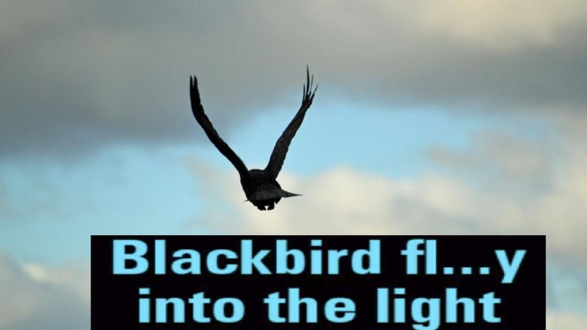 Blackbird (31)