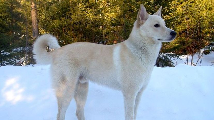 Canaan Dog