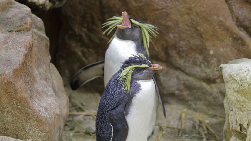 Crested Penguins