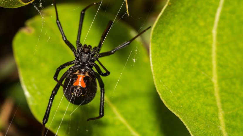 Black Widow Spider