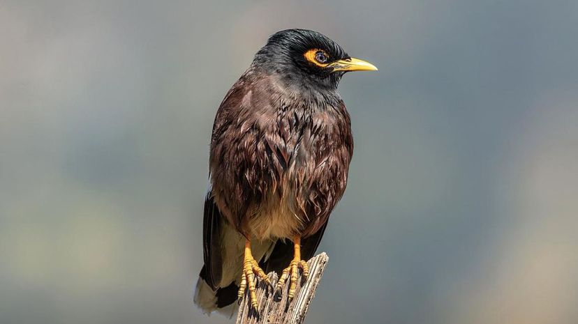 Mynah Bird