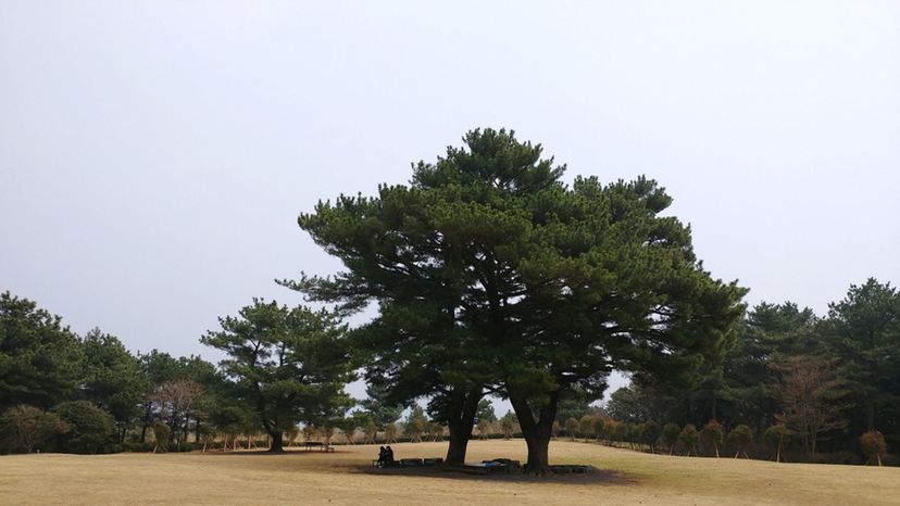 Korean red pine