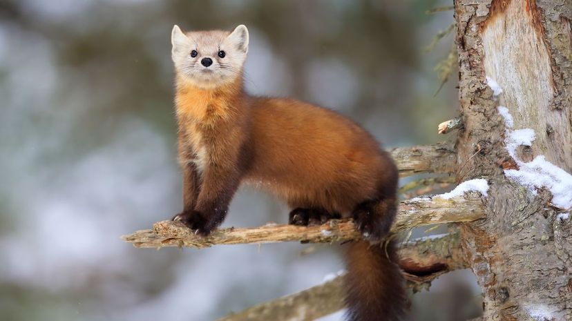 2 pine marten