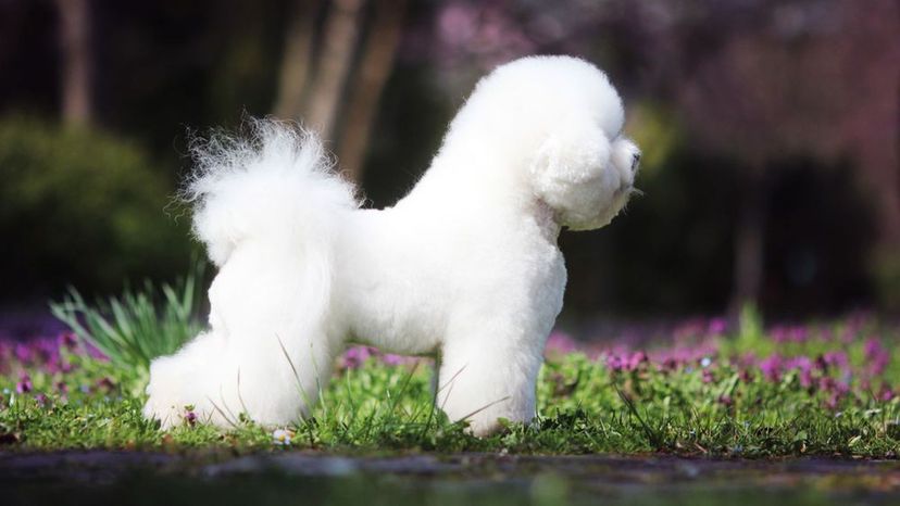 Bichon Frise