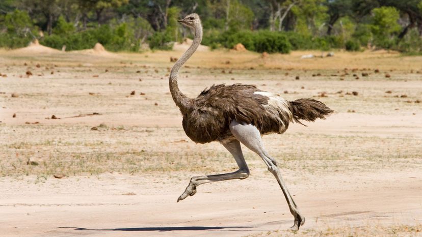 Ostrich