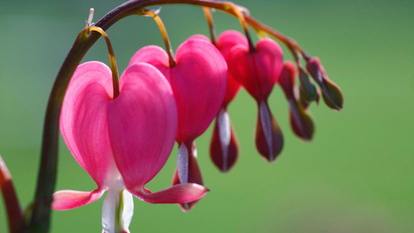 Bleeding heart